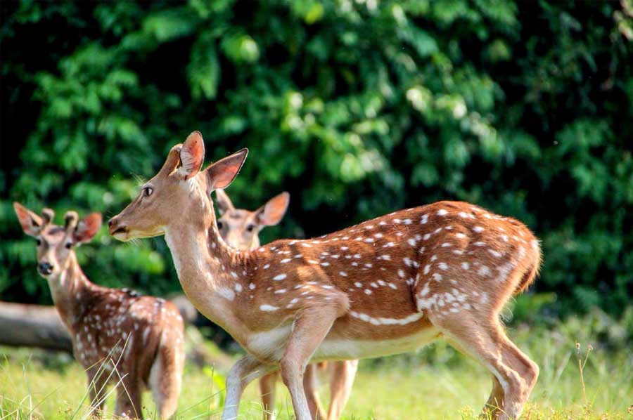 Nepal Wildlife Tour, Wildlife Adventure Tour in Nepal